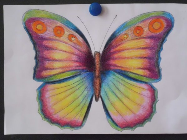 Бабочка карандашом красками