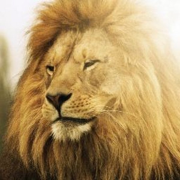 Тату кошка на животе