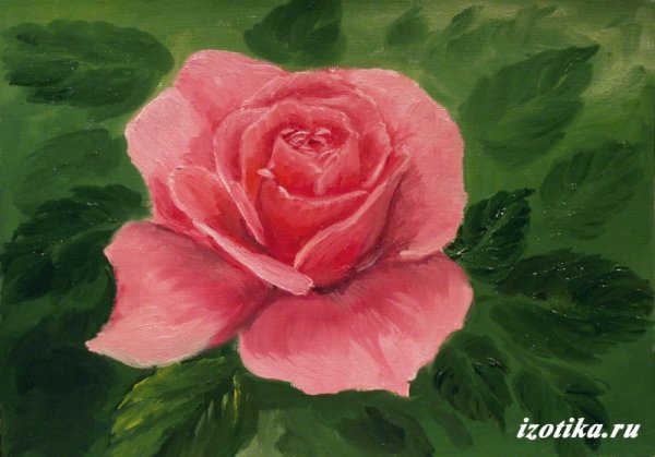 Розы гуашью для начинающих