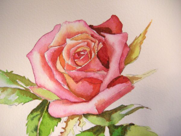 Роза красками