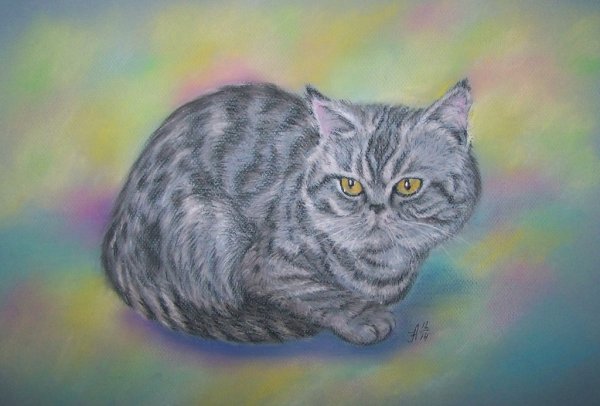 Кот мелками