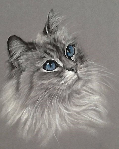 Кошка пастелью сухой