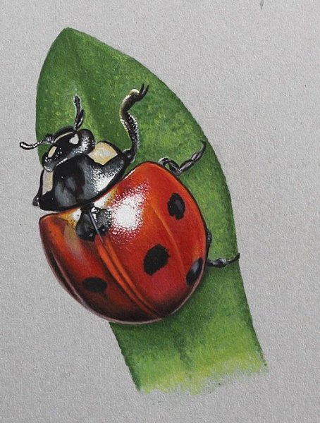 Насекомые гуашью