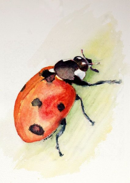 Божья коровка рисунок