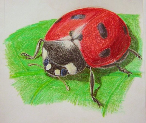Насекомые цветными карандашами
