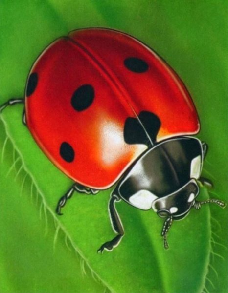 Картины с изображением Божьей коровки