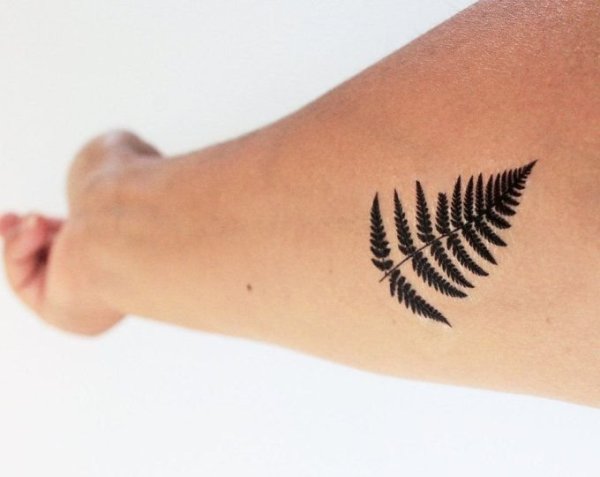 Папоротник мехенди