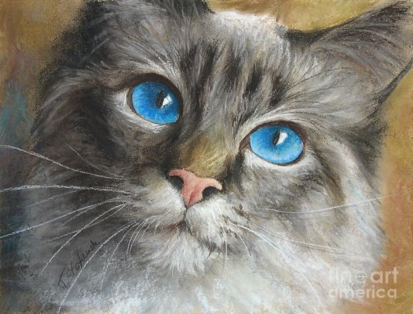 Кот пастелью сухой