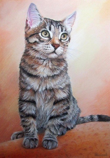 Кот в постели