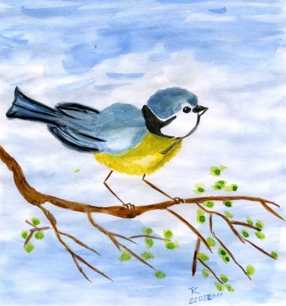 Синичка лазоревка рисунок
