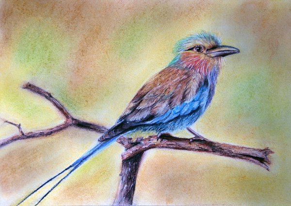 Декоративное рисование птиц акварелью и масляной пастелью