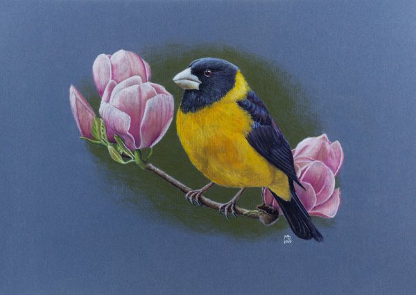 Картинки с птицами для рисования мелками