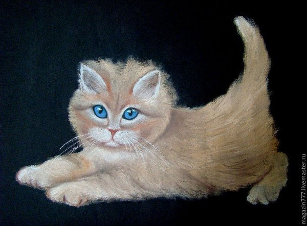 Кот масляной пастелью