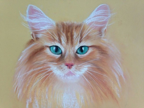 Кот пастелью