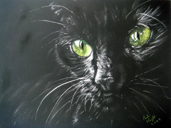 Кошка пастелью