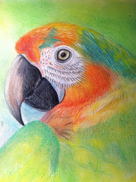 Попугай масляной пастелью