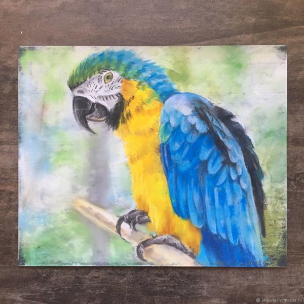 Попугай масляной пастелью