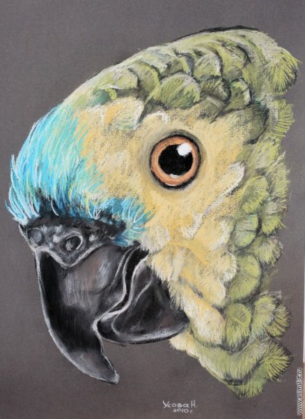 Попугай пастелью