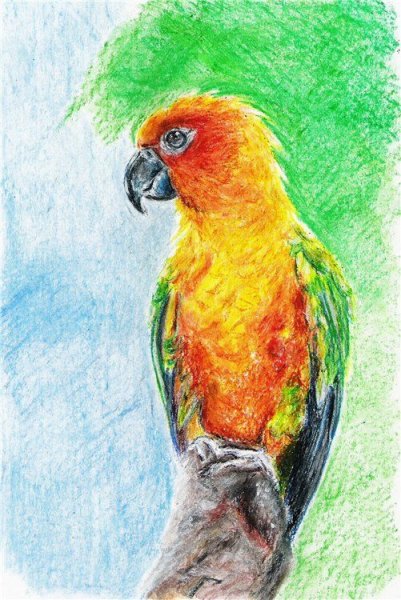 Попугай пастелью