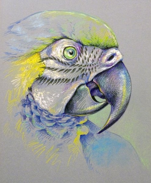 Картина попугаи неразлучники пастелью