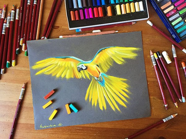 Попугай восковые мелки