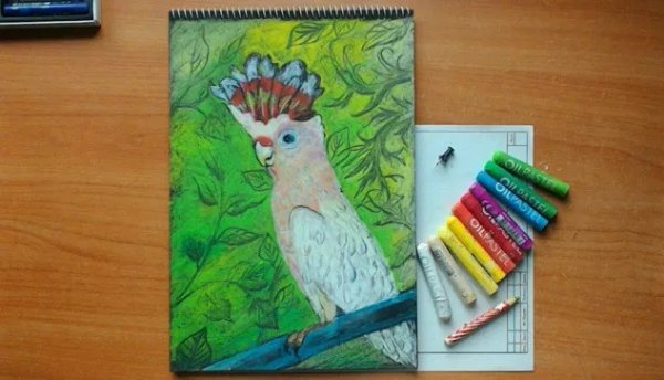 Попугай ара пастелью