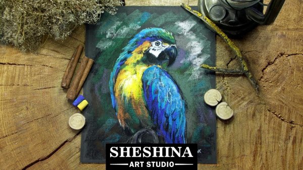 Попугай пастелью