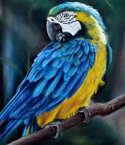 Попугай пастелью