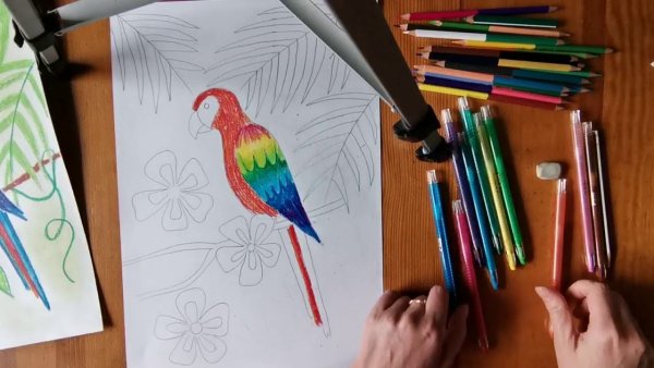 Попугай корелла пастелью