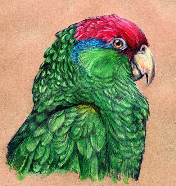 Попугай пастелью