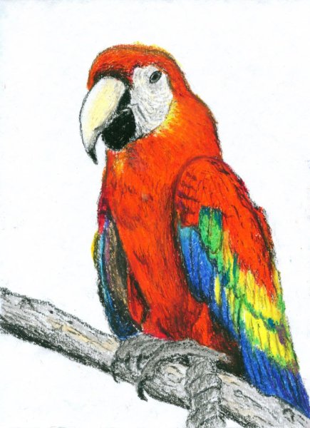 Попугай ара сухой пастелью