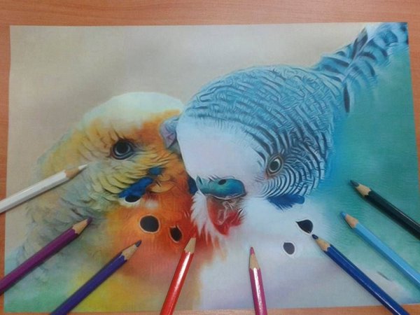 Радужные попугаи неразлучники