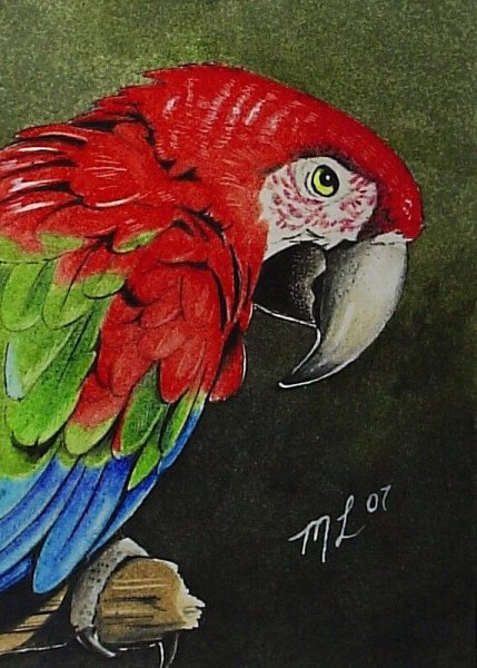 Попугай корелла акварель