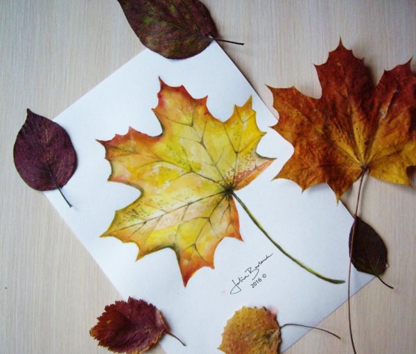 Рисование кленовых листьев