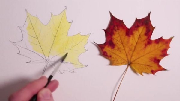 Кленовый лист акварелью поэтапно