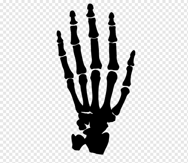 Скелет руки