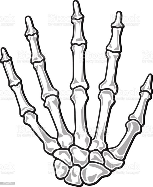 Скелет кисти