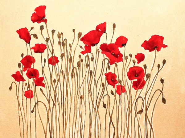 Маки рисунок