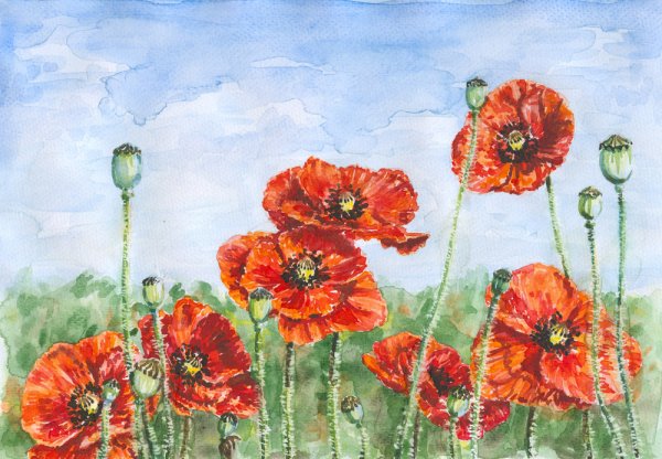 Маковое поле красками