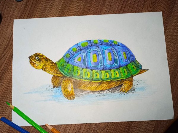 Черепаха рисунок