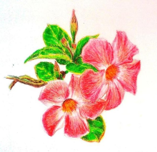 Рисунки восковыми карандашами цветы