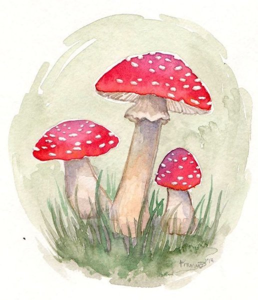 Мухомор инди КИД