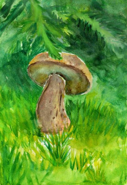 Рисунки грибов