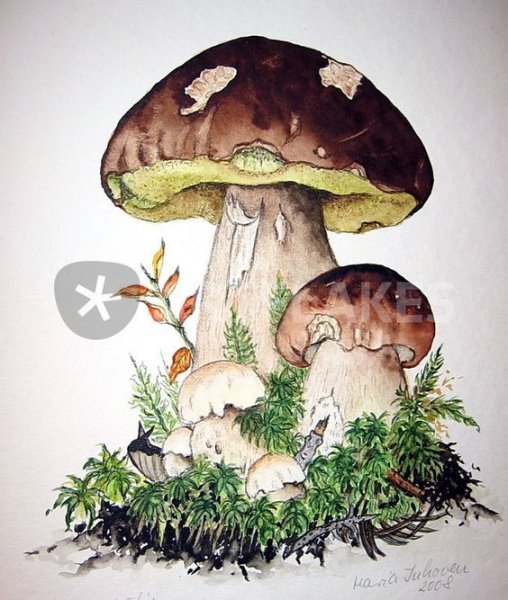 Грибы цветными карандашами