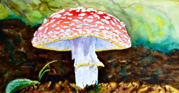 Грибы красками