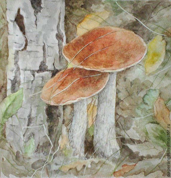 Грибы акварелью
