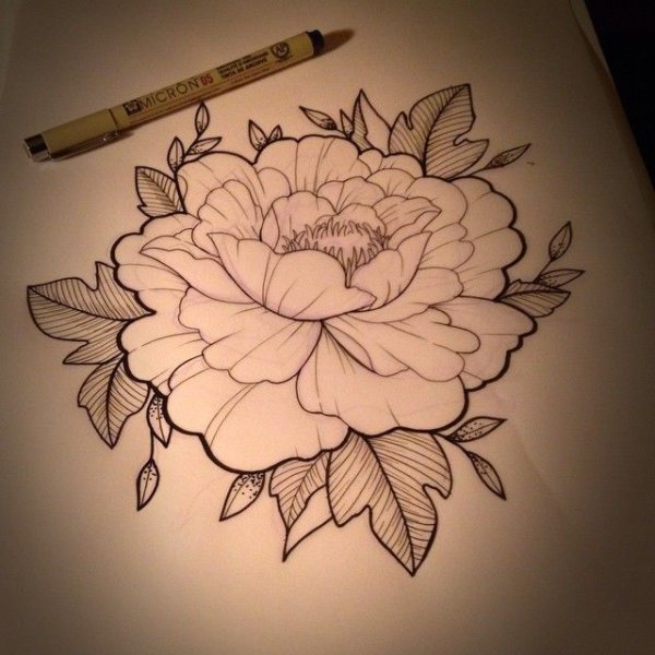 Розовый японский пион эскиз