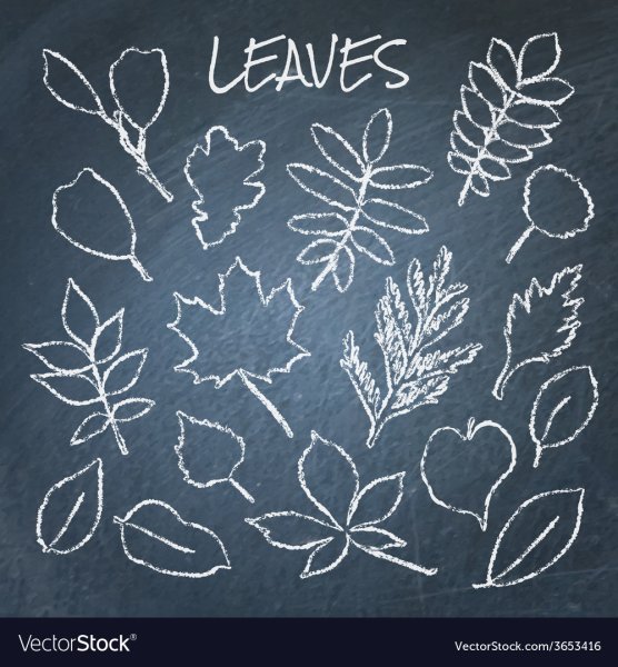 Листья на меловой доске