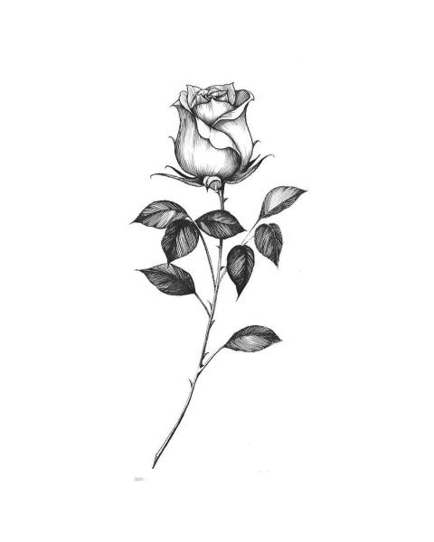 Розочка тату эскиз