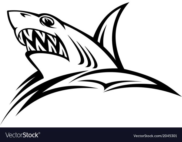 Эскиз тату голова акулы